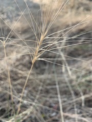 Elymus elymoides