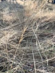 Elymus elymoides