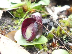 Corybas incurvus