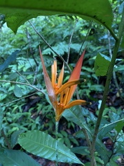 Heliconia psittacorum