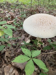 Amanita cokeri