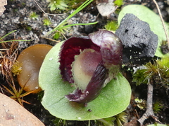 Corybas incurvus