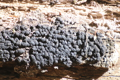 Kretzschmaria deusta