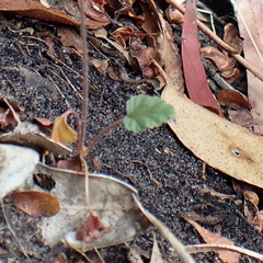 Pelargonium rodneyanum