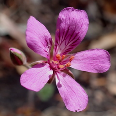 Pelargonium rodneyanum