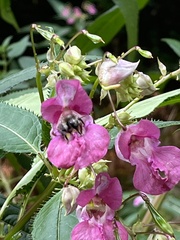 Bombus pascuorum