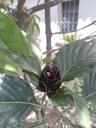 Justicia carnea