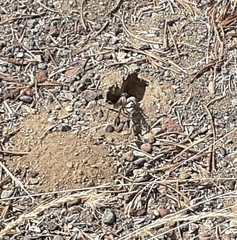 Ammophila