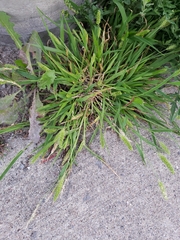 Setaria viridis