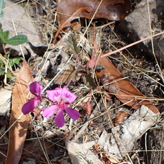 Pelargonium rodneyanum