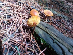 Heimiomyces tenuipes