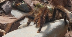 Avicularia
