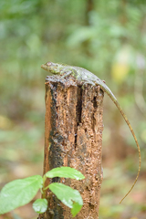 Calotes nemoricola
