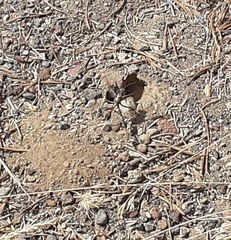 Ammophila