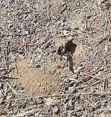 Ammophila