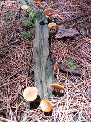 Heimiomyces tenuipes