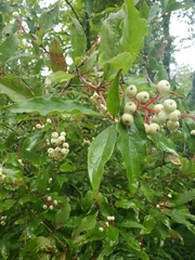 Cornus racemosa