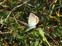 Plebejus argus