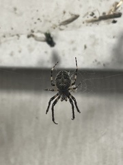 Larinioides sclopetarius
