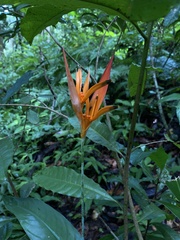 Heliconia psittacorum