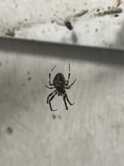 Larinioides sclopetarius