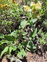 Phacelia heterophylla