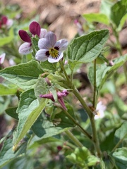 Viola ocellata