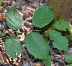 Corylus cornuta