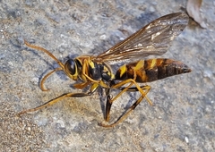 Polistes instabilis
