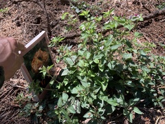 Viola ocellata