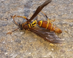 Polistes instabilis