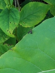 Delphinia picta