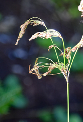 Scirpus pendulus