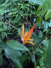 Heliconia psittacorum