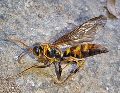 Polistes instabilis
