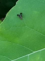 Delphinia picta