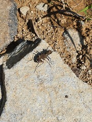 Cicindela sylvicola