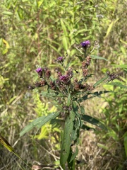 Vernonia noveboracensis