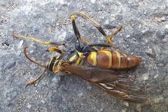 Polistes instabilis