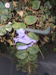 Jacaranda mimosifolia