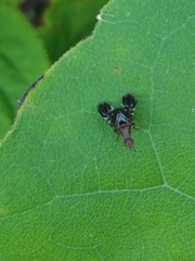 Delphinia picta