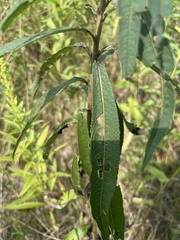 Vernonia noveboracensis