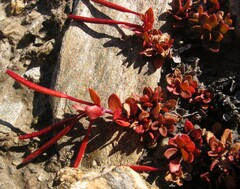 Epilobium tasmanicum