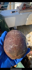 Cucumaria frondosa