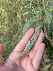 Vernonia noveboracensis