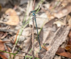 Austroargiolestes icteromelas