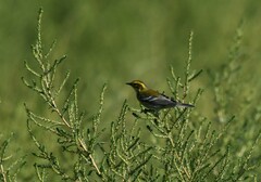 Setophaga townsendi