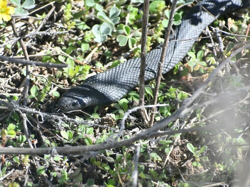 Blue-bellied Black Snake sighting