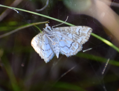 Elophila icciusalis