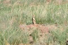 Cynomys gunnisoni
